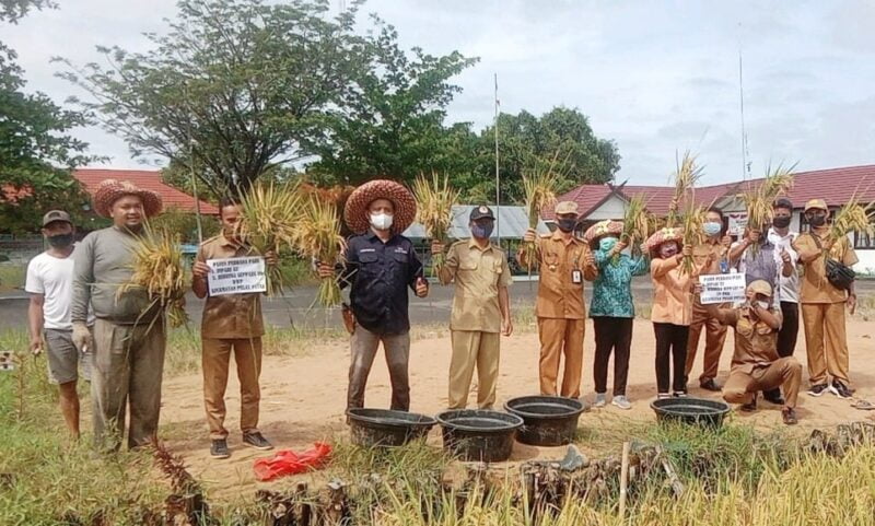 Panen padi di lahan Food Estate Kabupaten Kapuas