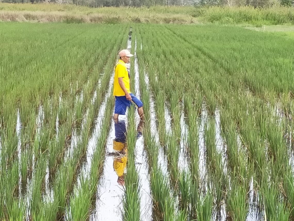 Kelompok Tani (Poktan) di Kecamatan Mentaya Hilir Selatan (MHS), Samuda, Kabupaten Kotawaringin Timur (Kotim), Provinsi Kalimantan Tengah (Kalteng) keluhkan pupuk subsidi yang sulit didapat. 
Keluhan itu, disampaikan ketua Gapoktan Sejati Bersama, Desa Samuda Kecil, Zainudin. Pasalnya, dimasa tanam Oktober - Maret (Okmar) 2020-2021, pupuk bersubsidi sudah tidak ada di kios penyalur bersangkutan. Foto : Ist