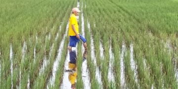 Petani Mentaya Hilir Selatan Keluhkan Pupuk Subsidi Langka