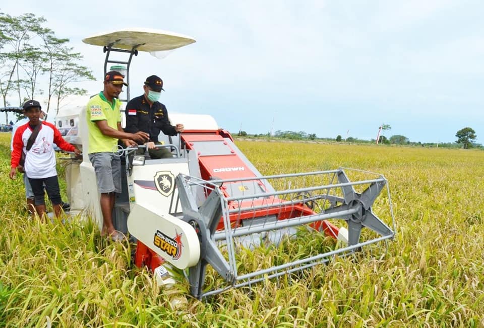 Sekda Kalteng Fahrizal Fitri melakukan penen padi jenis hibrida dengan menggunakan mesin Combine Harvester (pemanen kombinasi), yang mengombinasikan tiga operasi berbeda, yaitu menuai, merontokkan, dan menampi menjadi satu rangkaian operasi di Desa Gadabung, Kecamatan Pandih Batu, Kabupaten Pulang Pisau, Rabu (2 /9/2020). Foto : Hms