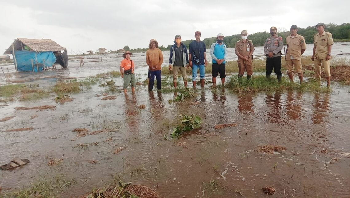 Kondisi sawah usai diterjang gelombang pasang di Desa Palampai dan Desa Cemara Labat kec. Kapuas Kuala, Kapuas. Foto : Lg