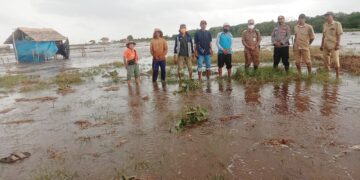 Akibat Gelombang Pasang, Petani Desa Palampai dan Cemara Labat Gagal Panen