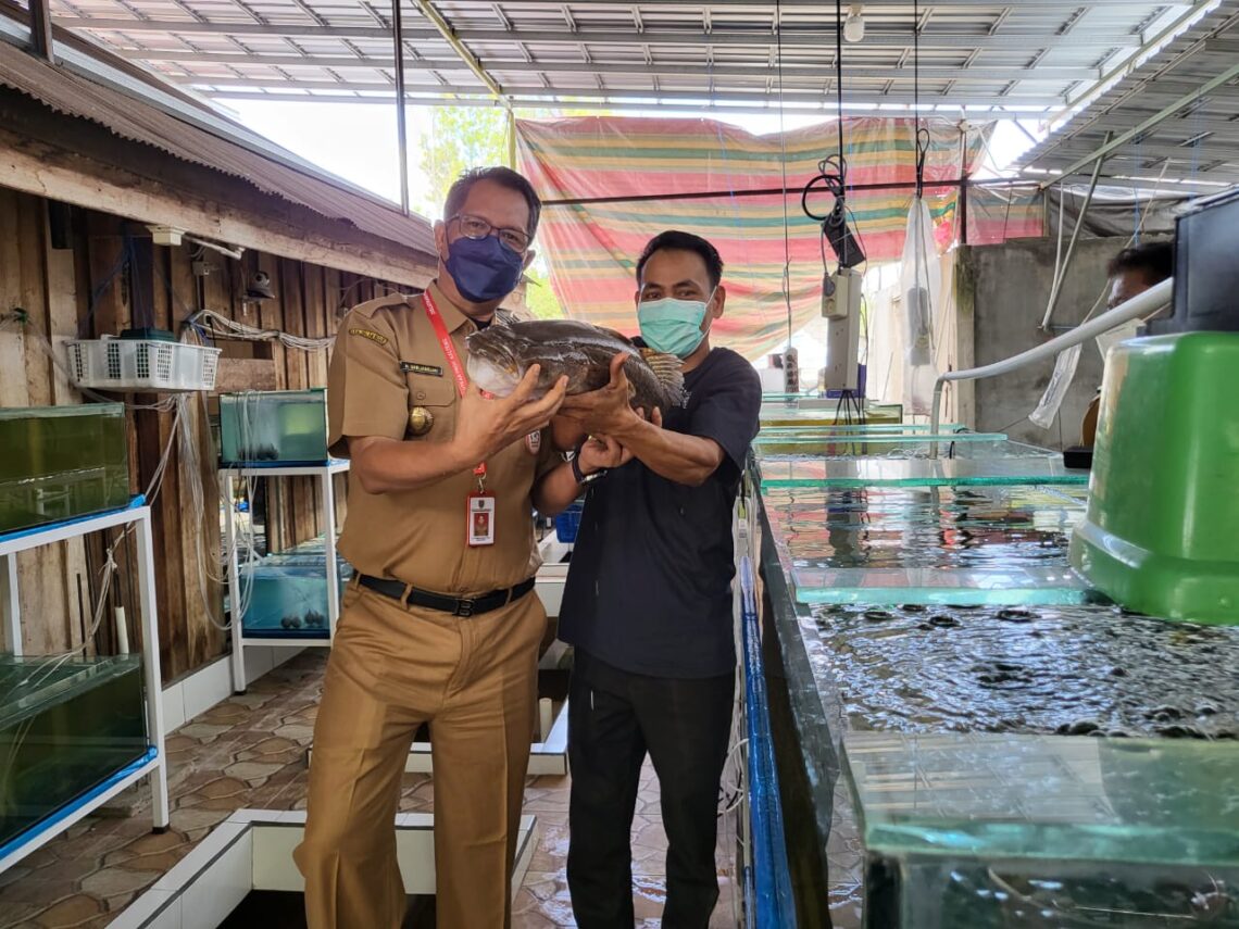 Kepala Dinas Kelautan dan Perikanan (Kadislutkan) Prov. Kalteng H. Darliansjah melakukan pembinaan langsung ke salah satu UKM ekspor produk perikanan Kalteng. Kunjungan kali ini dilaksanakan ke lokasi UKM Ali Giono Bakut yang menggeluti ekspor ikan betutu atau bakut di Jalan Lele Palangka Raya, Selasa (8/3/2022). Foto : Ist