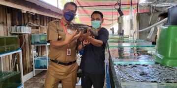 Kalteng Siap Ekspor Ikan Tapah ke Malaysia