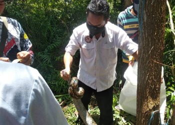 Tim ERP Evakuasi Ular Sawa Sepanjang 3 Meter