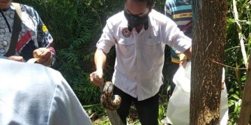 Tim ERP Evakuasi Ular Sawa Sepanjang 3 Meter