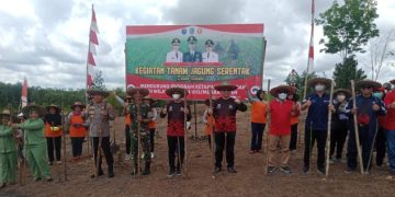 Bupati Mura Hadiri Kegiatan Tanam Jagung Serentak di Desa Danau Usung