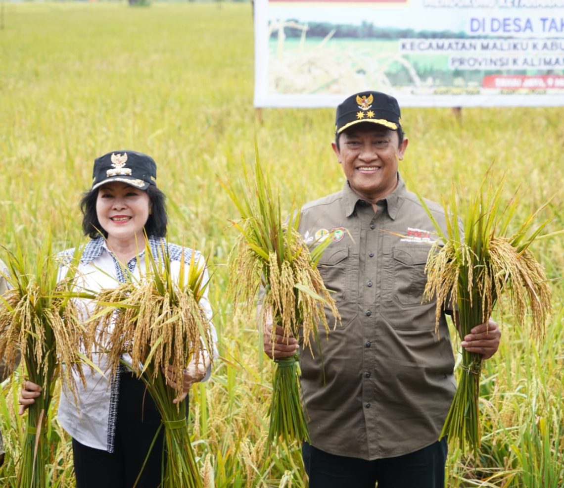 Wakil Gubernur Kalteng Panen Padi Nusantara di Desa Tahai Jaya, Kabupaten Pulang Pisau