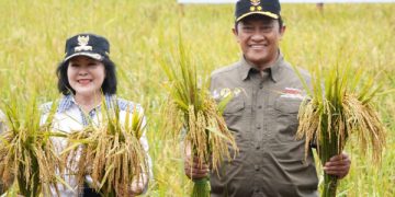 Wakil Gubernur Kalteng Panen Padi Nusantara di Desa Tahai Jaya, Kabupaten Pulang Pisau