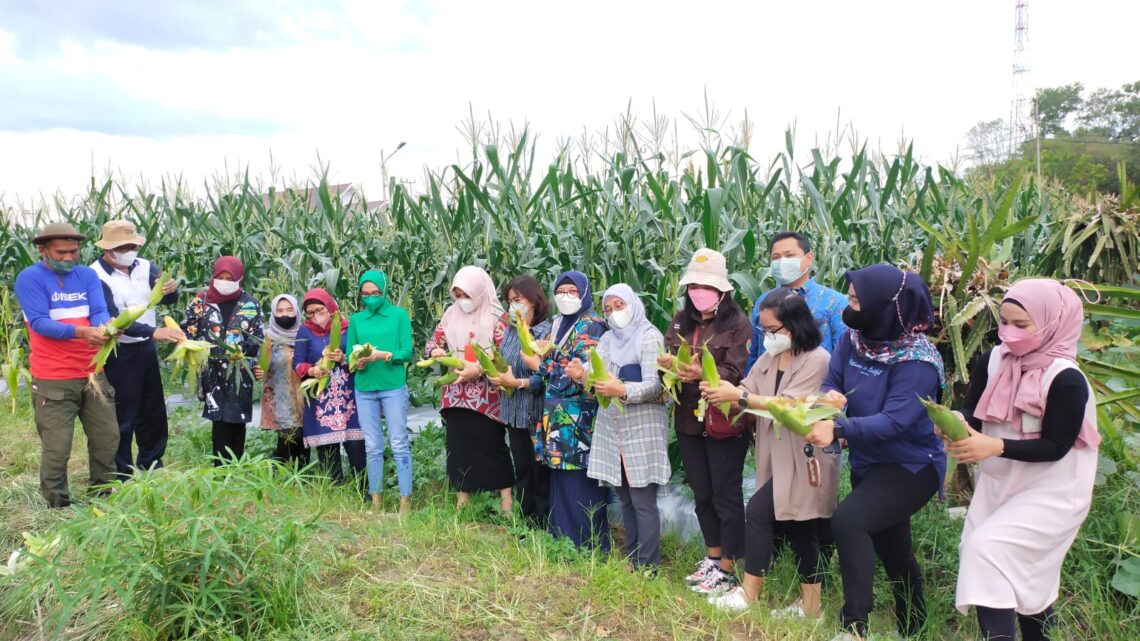 Panen bersama di kebun percontohan yang berada di arena pameran Jalan Temanggung Tilung Kota Palangka Raya