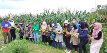 Ivo Sugianto Sabran Panen Bersama di Kebun Percontohan
