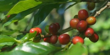 Lagi, Petani Milenial Sukses Bisnis Kopi