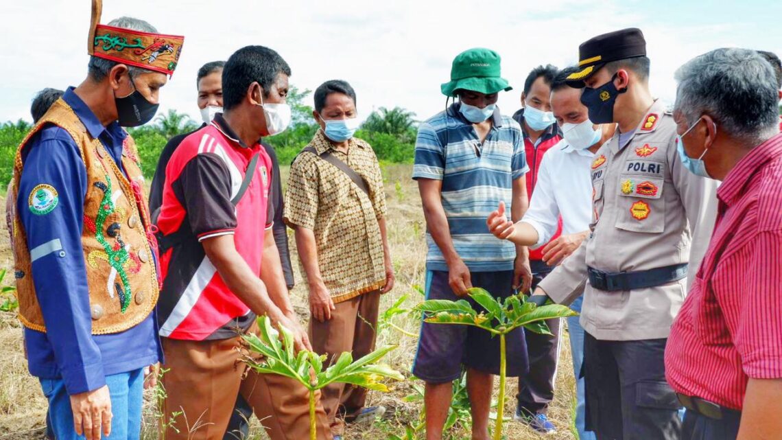 Kapolres Seruyan AKBP Bayu Wicaksono, S.H.,S.I.K.,M.Si yang didampingi Ketua Cabang Bhayangkari Seruyan Ny Wina Bayu Wicaksono, melaksanakan kegiatan panen perdana Jeruk dan Porang serta menabur benih tanaman, Sabtu (10/7/2021). Foto : Tbn