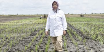 Petani Milenial Berperan Penting Dalam Pemasaran Food Estate