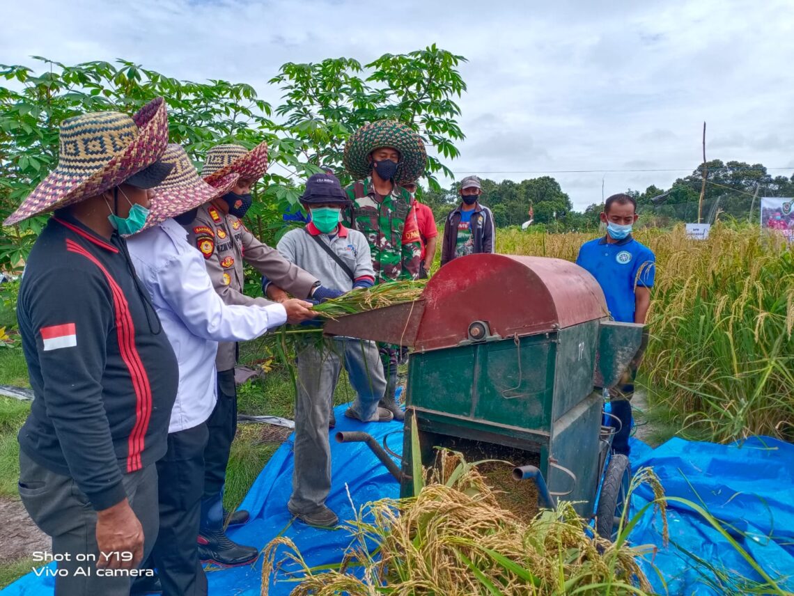 Kapolsek Hanau AKP Azmi Halim Permana S.I.K ikut turun langsung dalam kegiatan Panen Raya Padi di Desa Derangga, Rabu (10/3/2021). Foto Tbn