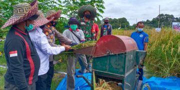 Mengejutkan, Kapolsek Turun Datangi Panen Padi di Lahan Berpasir