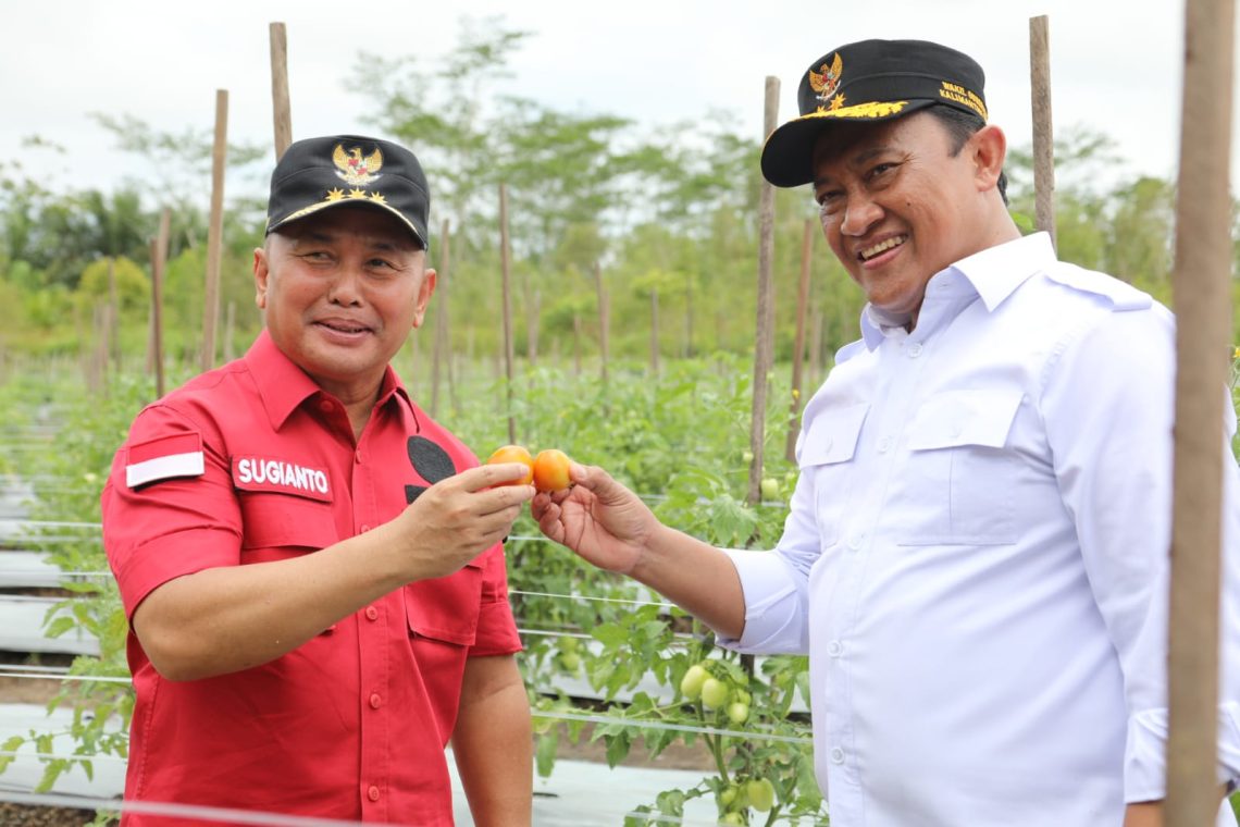 Gubernur Kalteng H. Sugianto Sabran dan Wakil Gubernur Kalteng H. Edy Pratowo mengunjungi lokasi pertanian yang berada di Desa Garung