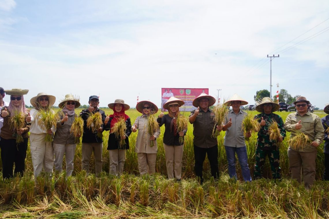 Wagub Kalteng dan jajaran saat melakukan panen perdana padi di Desa Belanti Siam Kab. Pulang Pisau, Sabtu (19/8/2023). Foto : Ist/mmc