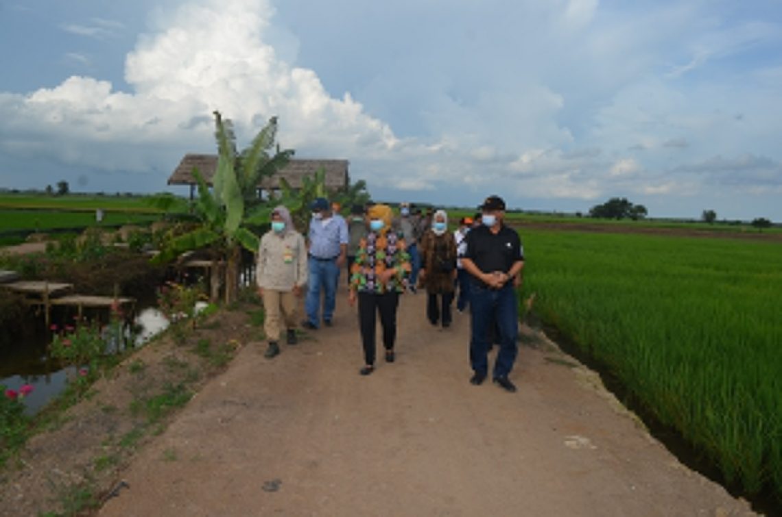Direktur Jenderal Bina Pembangunan Daerah Kementerian Dalam Negeri RI Hari Nur Cahya Murni (batik) saat meninjau kawasan Food Estate di Desa Belanti Siam. FOTO : bap.
