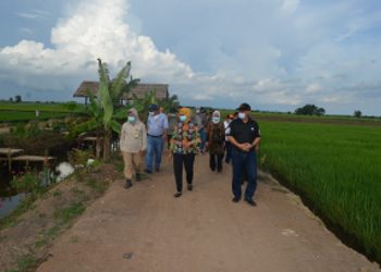 Dirjen Bangda Monitoring Kawasan Food Estate di Kapuas dan Pulang Pisau