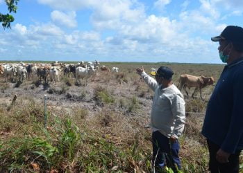 Akan Dikunjungi Presiden, Plt. Gubernur Kalteng Tinjau Peternakan Sapi Jenis ABC di Sukamara