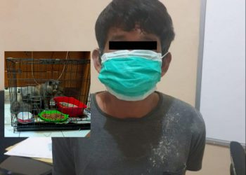 Gara-gara Kucing Anggora, Ivan Diancam 7 Tahun Penjara