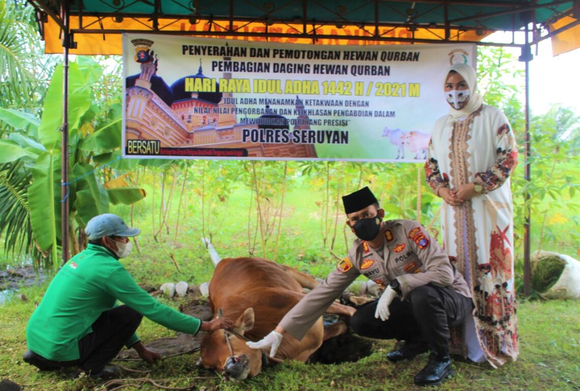 Polres Seruyan melaksanakan penyembelihan hewan qurban yang dilaksanakan di Polres Seruyan yang dipimpin AKBP Bayu Wicaksono, S.H., S.I.K., M.Si. yang diikuti seluruh PJU dan personel Polres Seruyan, Selasa (20/7/2021). Foto : TN