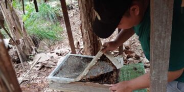 LPHD Desa Buntoi Kelola Madu Kelulut