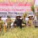 Panen Perdana Padi Inbrida di Desa Damparan Kabupaten Barsel