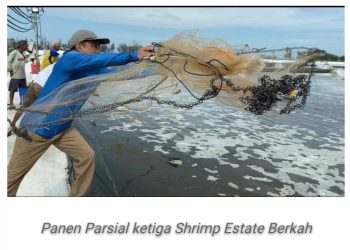 Udang Vaname Kalteng Ditargetkan Komoditas Ekspor Andalan Nasional