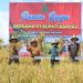 Pj Bupati Kapuas Panen Raya Padi di Desa Terusan Makmur Bataguh