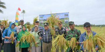 Pj Bupati Kapuas Panen Raya Padi di Desa Warna Sari