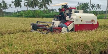 Anggota DPRD Kapuas Apresiasi Panen Raya di Tamban Catur