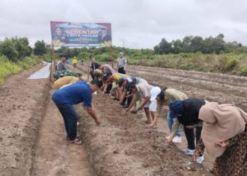 Sukseskan Asta Cita, Polda Kalteng Tanam Jagung di Lahan 1200 Hektare