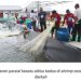Shrimp Estate Berkah Sukamara Hasilkan 4,2 Ton Udang Vaname pada Panen Parsial Pertama Siklus Kedua
