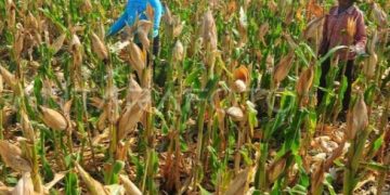 Pemkab Barito Utara Panen Jagung Dukung Ketahanan Pangan Nasional