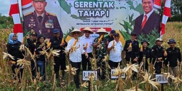 Panen Jagung Serentak Tahap I, Pemkab Barut Sebut Dampak Positif dalam Ciptakan Ketersediaan Pangan Cukup