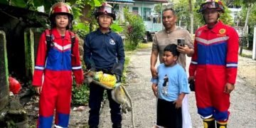 Disdamkarmat Barito Utara Evakuasi Monyet Dari Tempat Sampah