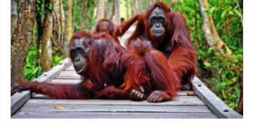 Explore Tanjung Puting, Serunya Berpetualang di Alam Liar Kalimantan Tengah