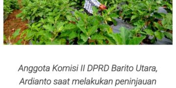 Anggota DPRD Barut Apresiasi Petani Hortikultura di Trinsing, Raup Pendapatan Ratusan Ribu