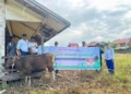 PT SKS Listrik Kalimantan Salurkan Hewan Qurban untuk Masyarakat Transmigrasi Tumbang Kajuei