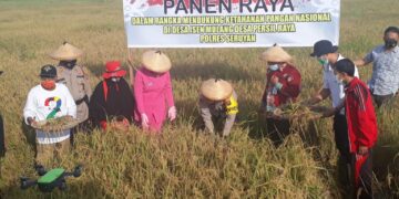 Kapolres Seruyan Lakukan Panen Raya Padi di Desa Binaan