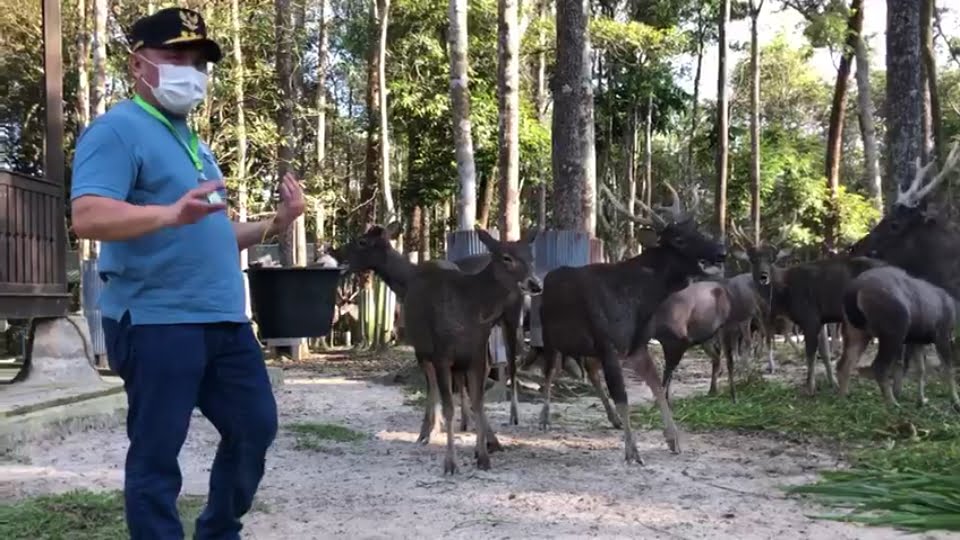 Gubernur H Sugianto Sabran memberi makan rusa di pengkaran di Sulung Rach milik H Abdul Rasyid AS di Desa Sulung. Foto : Ist