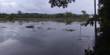 Ratusan Petani Desa Tabak Kanilan Gagal Panen
