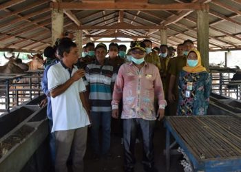 PlT Gubernur Kalteng Lihat Peternakan dan Pertanian di Bima, NTB