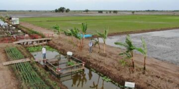 Potensi BAMATUNG Barsel untuk Sangga Kawasan Food Estate