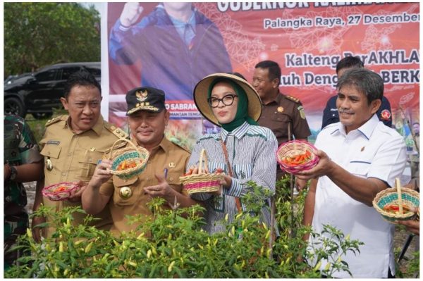 Gubernur Kalteng H. Sugianto Sabran dan Ketua TP PKK Prov. Kalteng Ivo Sugianto Sabran panen perdana cabai di Jl Tjilik Riwut Km35 palangka Raya, Selasa (27/12/2022). Foto : mmc