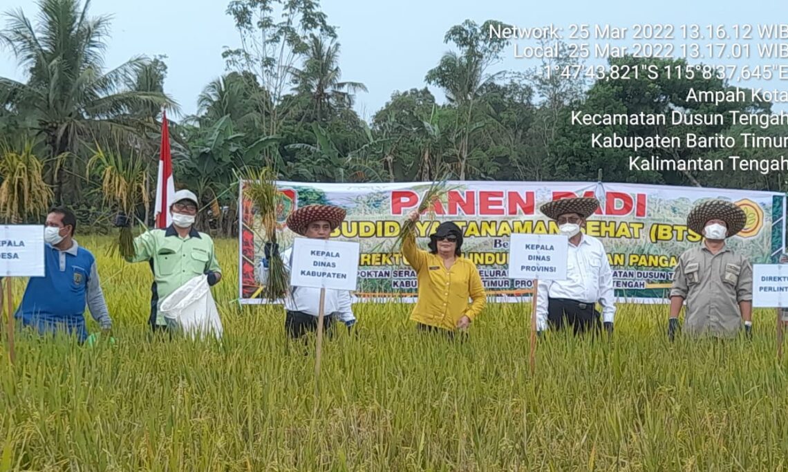 Panen padi Budidaya Tanaman Sehat variates inpari 30 di Kecamatan Dusun Tengah Kabupaten Barito Timur