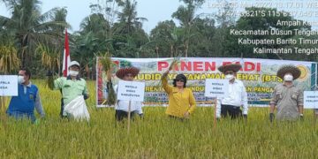 Panen Padi Budidaya Tanaman Sehat di Dusun Tengah Kabupaten Barito Timur