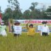 Panen Padi Budidaya Tanaman Sehat di Dusun Tengah Kabupaten Barito Timur